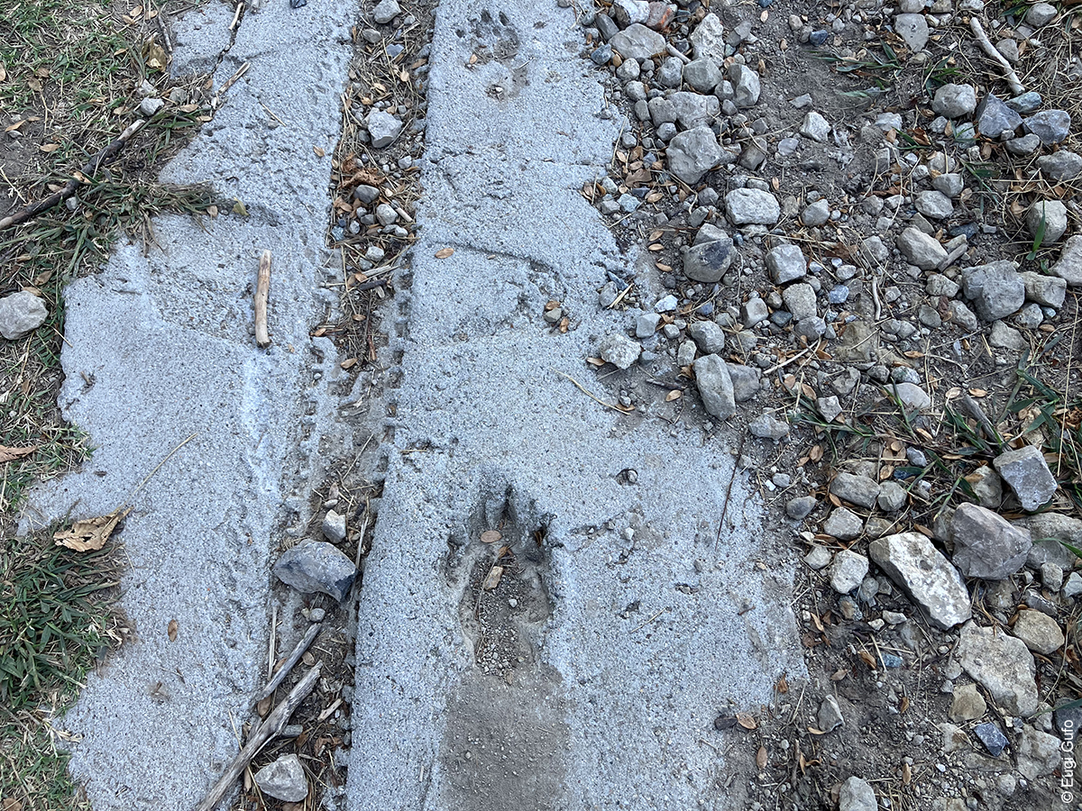 impronta di un orso